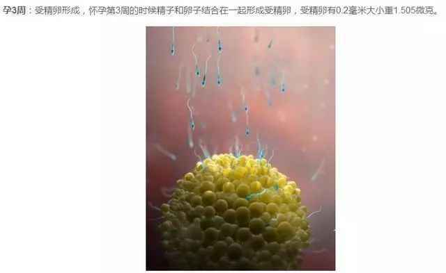 胎儿发育过程图（1-40周胎儿发育图）