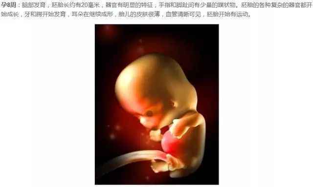 胎儿发育过程图（1-40周胎儿发育图）