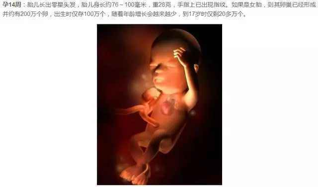 胎儿发育过程图（1-40周胎儿发育图）