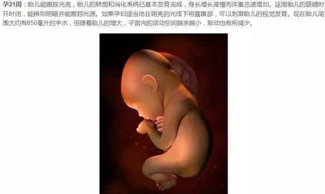 胎儿发育过程图（1-40周胎儿发育图）