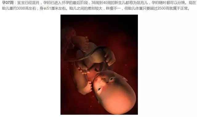 胎儿发育过程图（1-40周胎儿发育图）