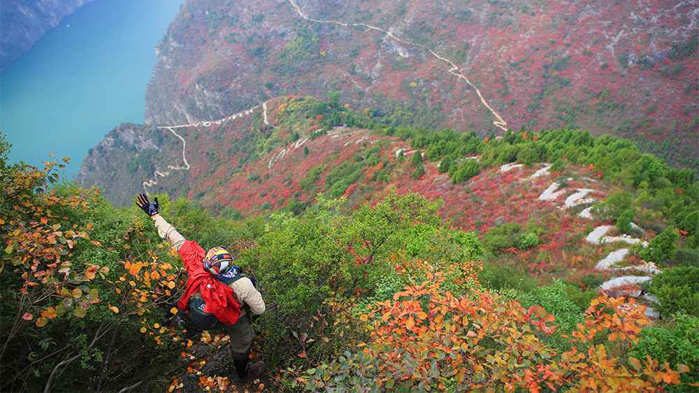  长江三峡红叶几月份开始变红？三峡红叶观赏指南