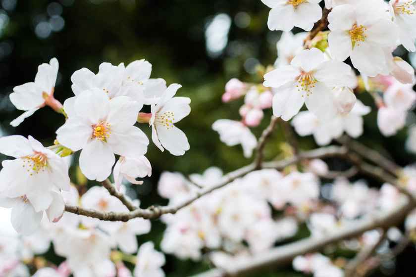 樱花小知识