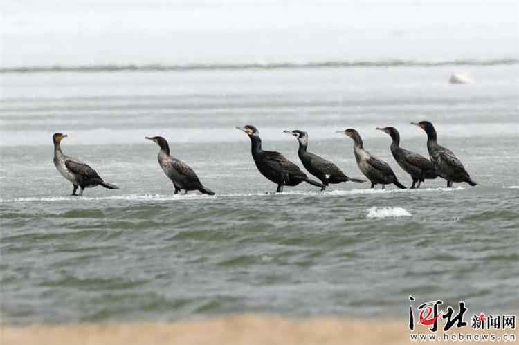 成群候鸟翔集沽源闪电河湿地