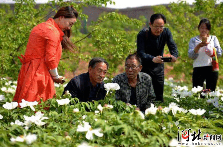最美人间四月天！河北推出40条“春观花”乡村旅游线路