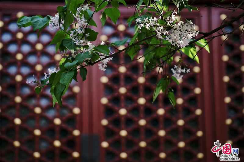 四月赏京畿花事：千年古刹里丁香正美