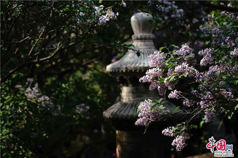 四月赏京畿花事：千年古刹里丁香正美