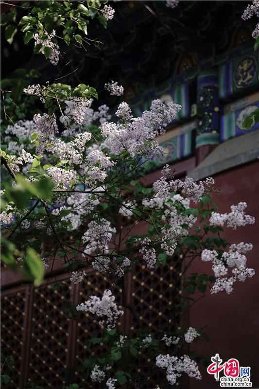 四月赏京畿花事：千年古刹里丁香正美