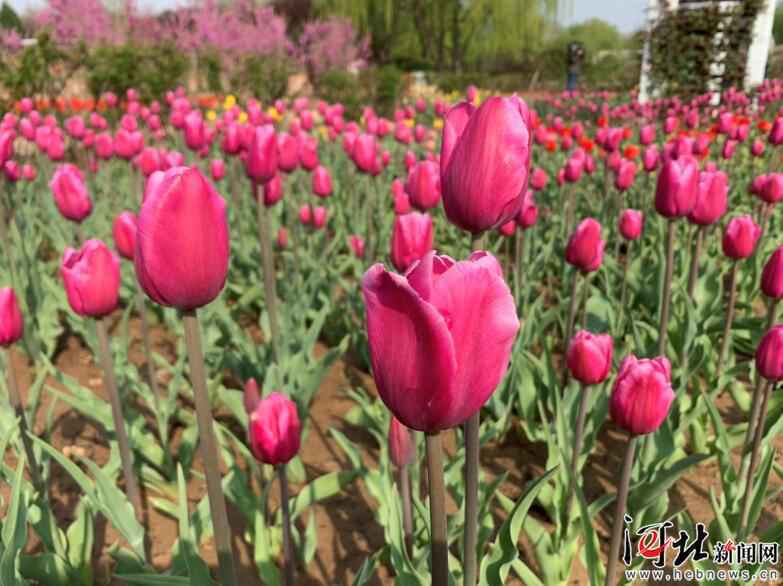 免费游园、半价优惠 石家庄市植物园百万株郁金香今起迎客