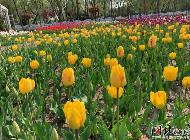 免费游园、半价优惠 石家庄市植物园百万株郁金香今起迎客