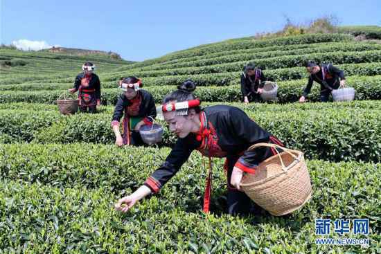 （社会）（2）福建福鼎：春茶飘香