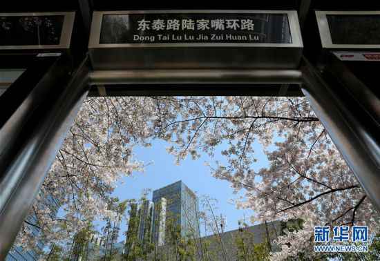 （环境）（5）上海陆家嘴：樱花烂漫春光好