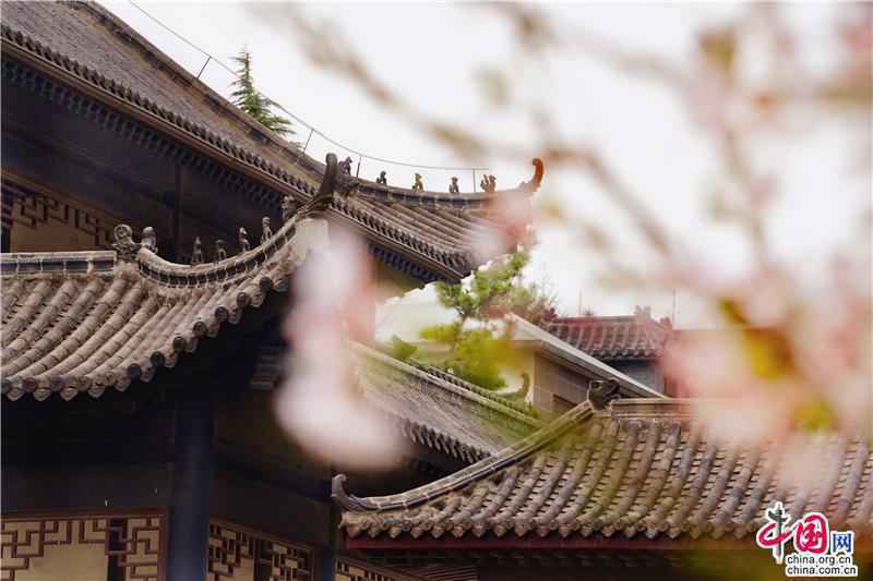 邹平樱花山花季正当时 开启樱花有约的春之旅