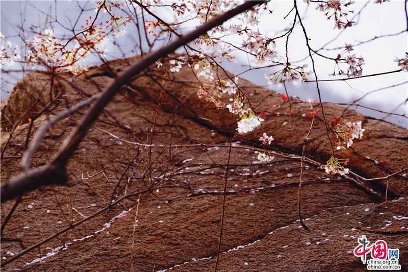 邹平樱花山花季正当时 开启樱花有约的春之旅