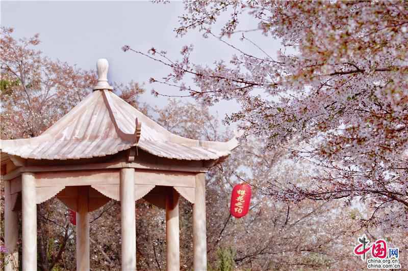 邹平樱花山花季正当时 开启樱花有约的春之旅