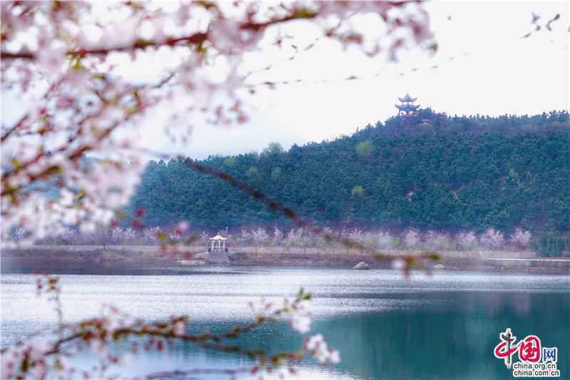 邹平樱花山花季正当时 开启樱花有约的春之旅