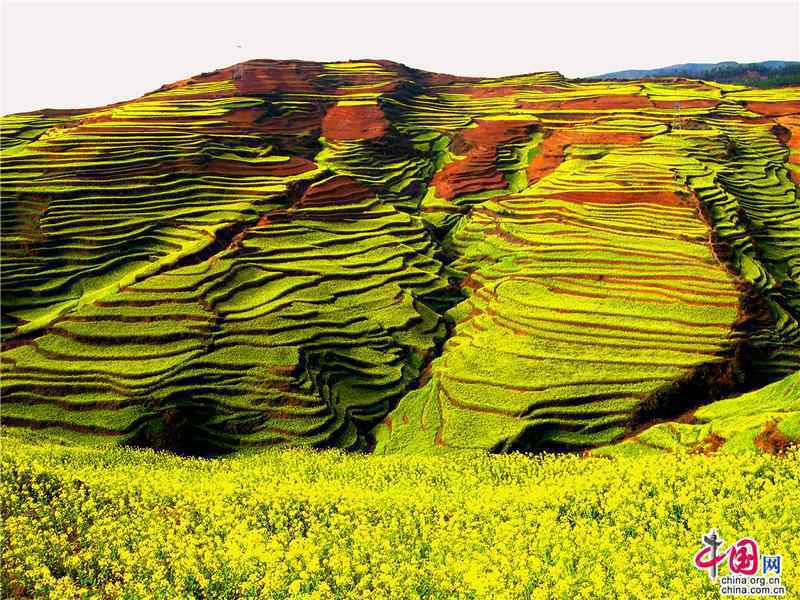 云南罗平:花美油香 古法榨油成旅游新亮点