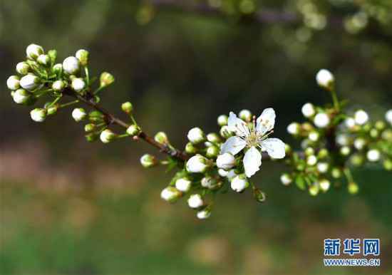 （国际）（6）早春法兰克福