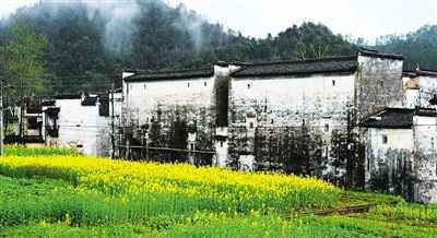 “约会”油菜花