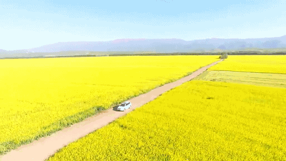 成都出发，3月自驾去中国5个最美花海