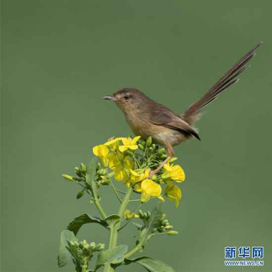 （环境）（7）福州：早春枝头鸟儿俏