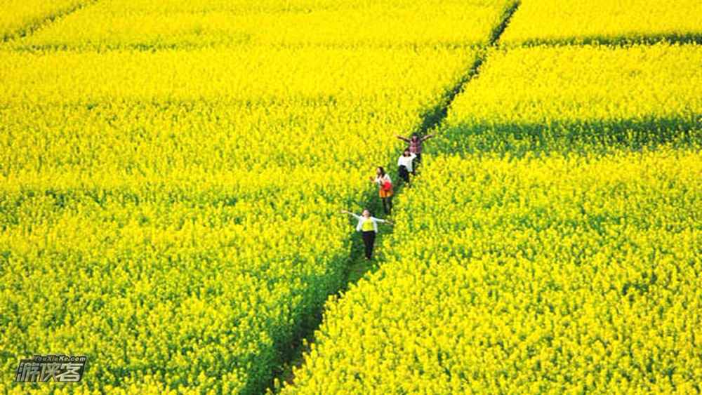 三溪油菜花