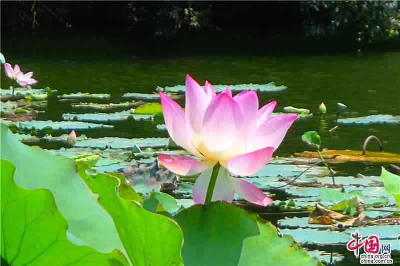 厦门大学思源谷：群芳吐芬菲 白云接翠微