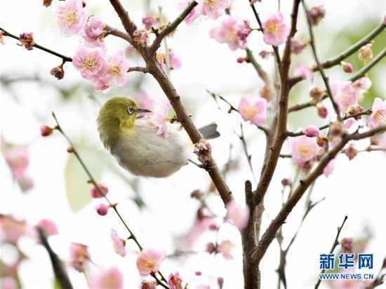 （环境）（1）绣眼闹春