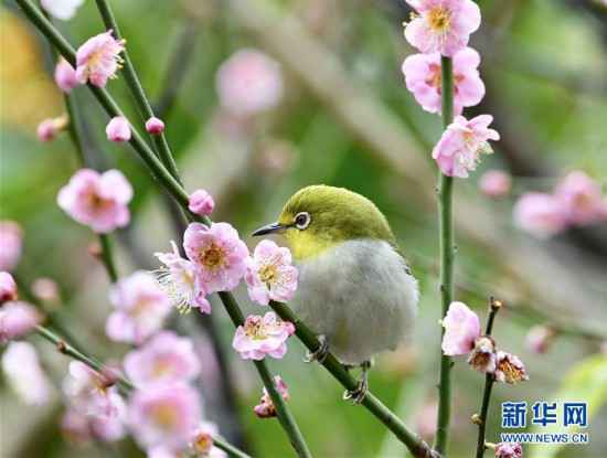 （环境）（3）绣眼闹春
