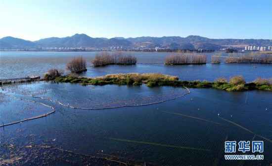 （生态）（5）滇池湿地冬日美