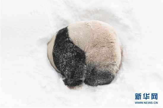 （视·觉）雪地里撒欢的新花样