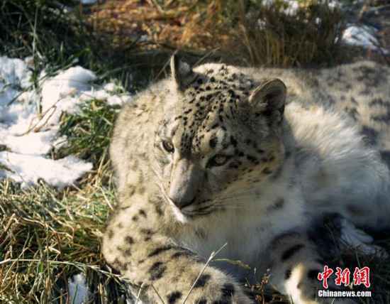 雪豹“傲雪”动物园内乐享冬日暖阳