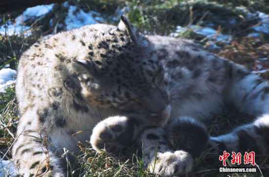 雪豹“傲雪”动物园内乐享冬日暖阳