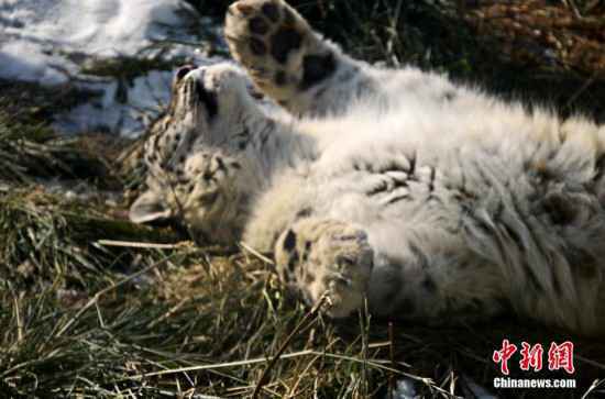雪豹“傲雪”动物园内乐享冬日暖阳