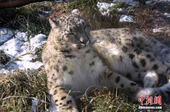 雪豹“傲雪”动物园内乐享冬日暖阳
