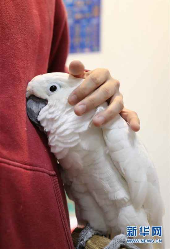 （国际）（1）“萌宠”齐聚亮相展会