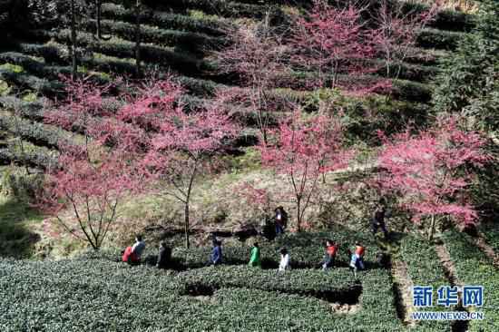 （新华网）（2）闽西连城：高山茶园冬赏樱