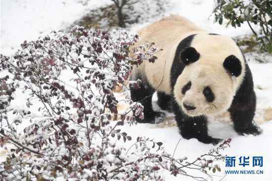 （环境）（5）“萌宝”戏雪