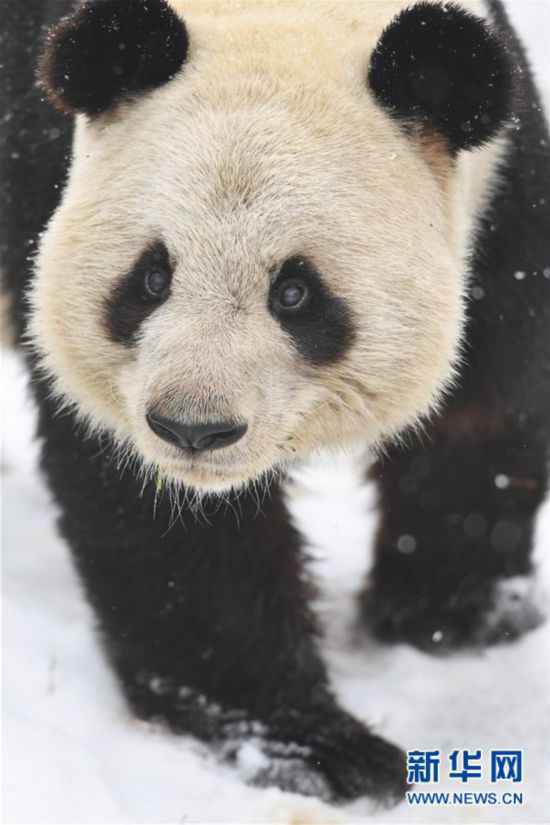 （环境）（4）“萌宝”戏雪