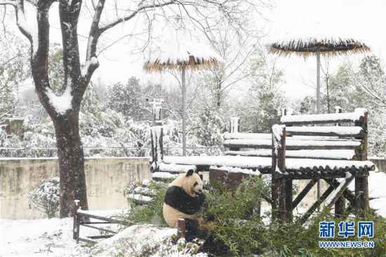 （环境）（3）“萌宝”戏雪