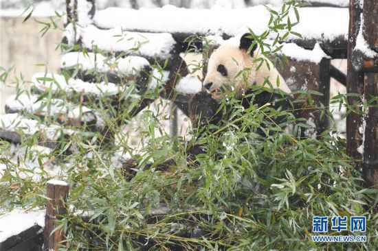 （环境）（6）“萌宝”戏雪