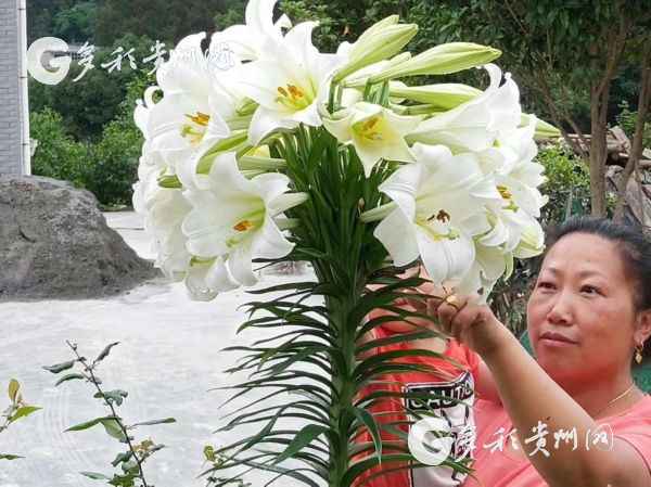 三穗惊现百合花魁，一株开出52朵百合花