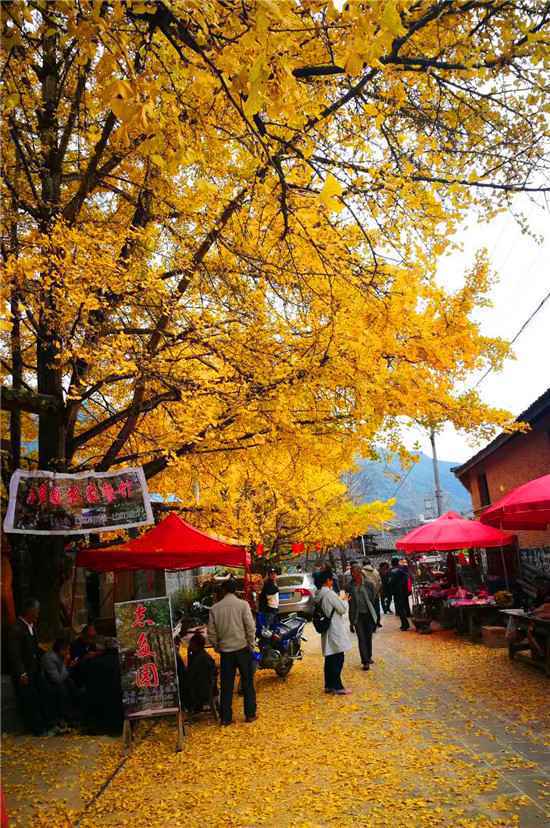  去云南旅游腾冲是一定要去的地方