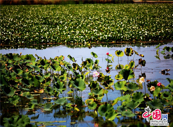 初夏荷花展枝桠 宁夏沙湖胜江南
