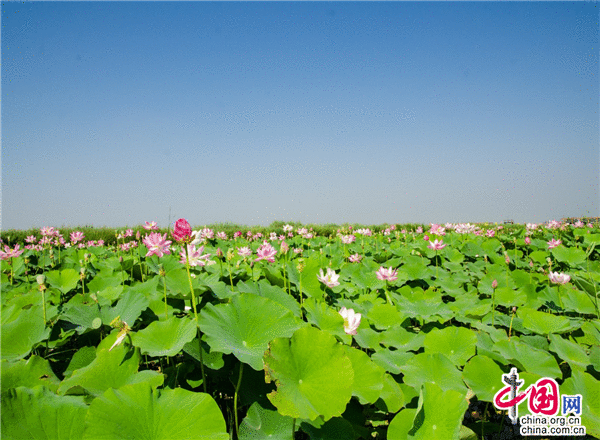 初夏荷花展枝桠 宁夏沙湖胜江南