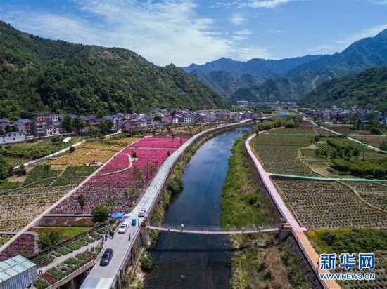 （经济）（2）美丽乡村“众筹”玫瑰园 开出美丽“致富花”