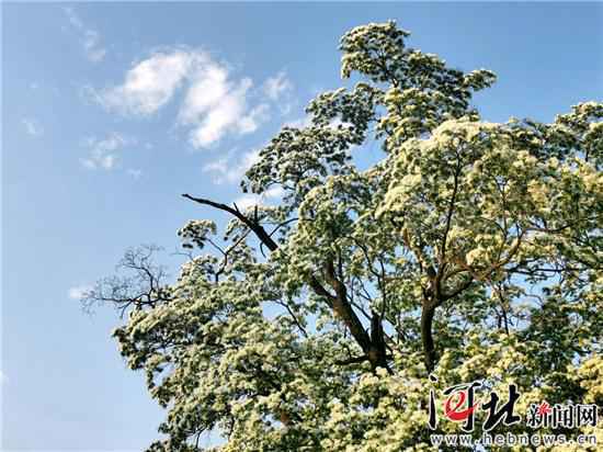 千年茶树花开正盛 灵山寿水静待游人