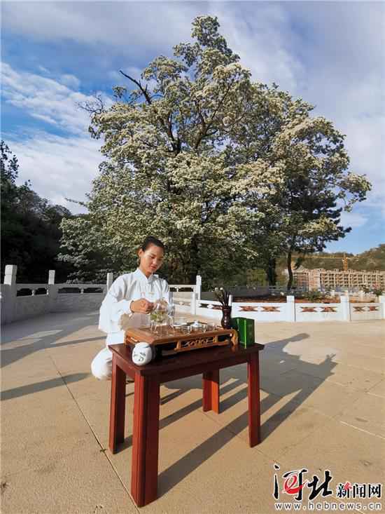 千年茶树花开正盛 灵山寿水静待游人