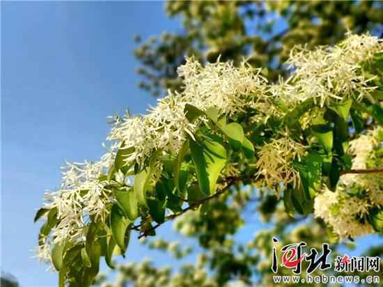 千年茶树花开正盛 灵山寿水静待游人