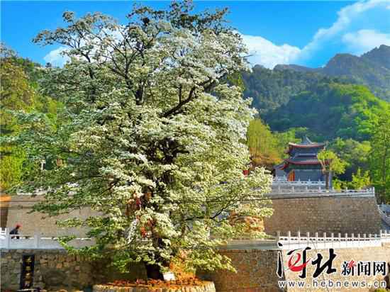 千年茶树花开正盛 灵山寿水静待游人